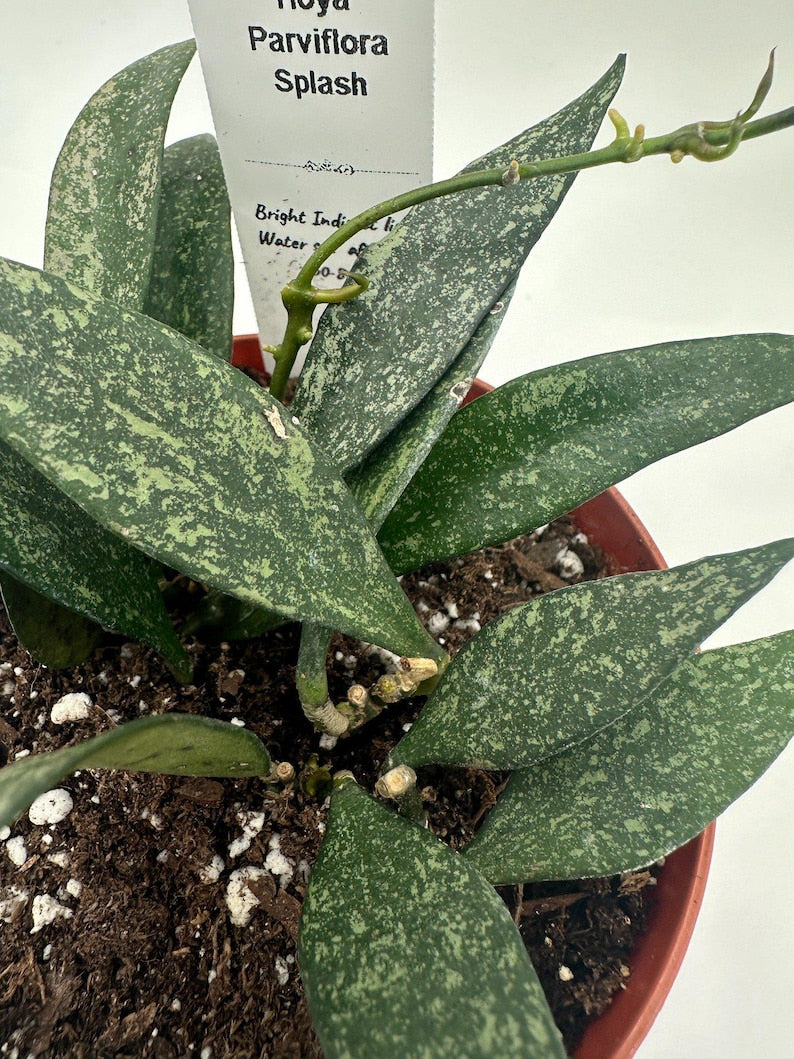 Hoya Parviflora Splash - Live 4" Tropical Wax Plant - Low-Maintenance Indoor Houseplant for Easy Care Gardens