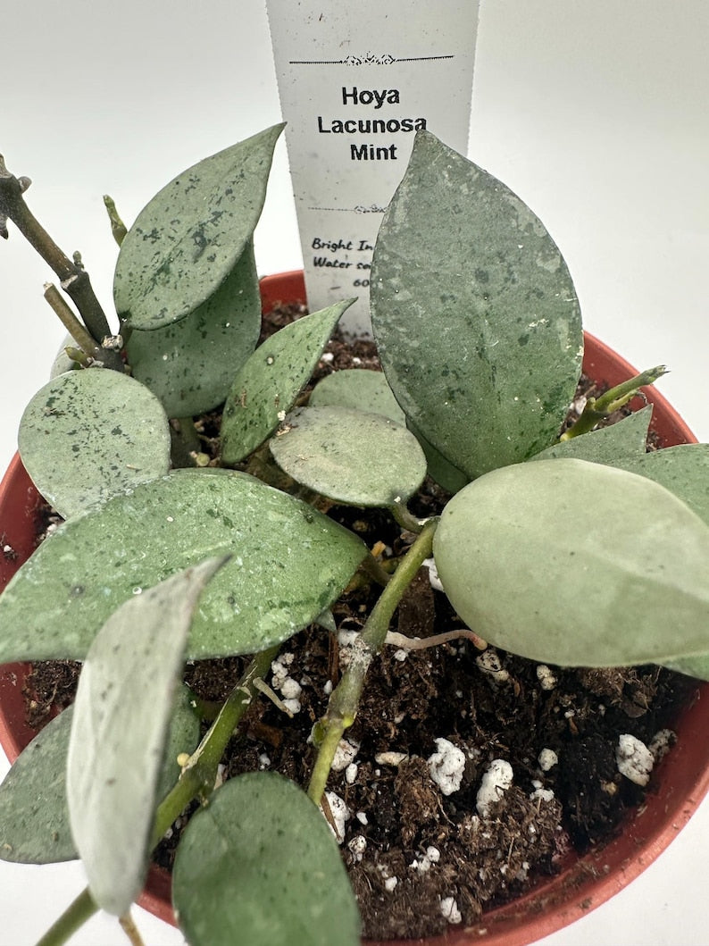 Hoya Lacunosa Mint - Live 4" Tropical Plant - Low-Maintenance Wax Plant - Fragrant Indoor Houseplant - Hoya species