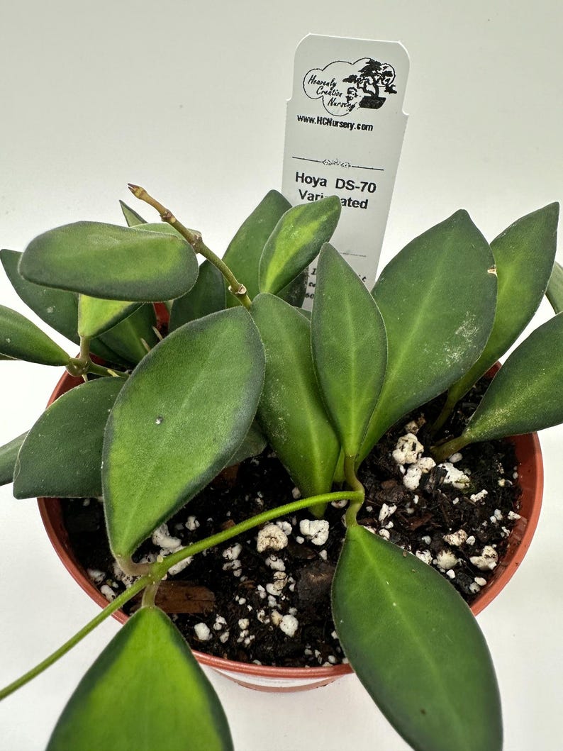 Hoya Plant 4" Variegated DS-70 - Live Wax Plant (Hoya spp.) - Low-Maintenance Tropical Indoor Garden Decor