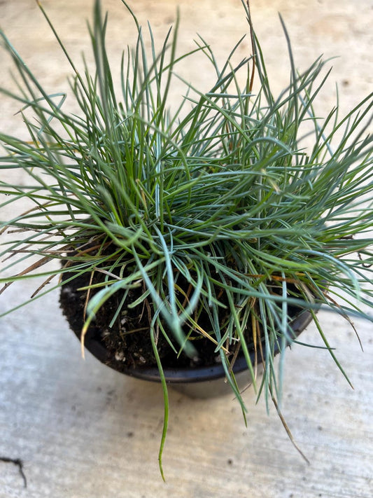 Blue Fescue Grass Plants - 2 Live Plants in 4” Pot - Festuca glauca - Drought-Tolerant Ornamental Grass for Landscaping