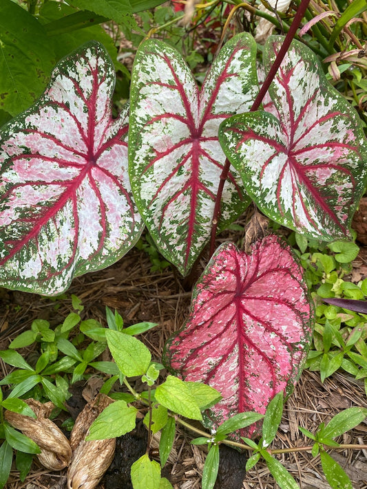 Bottle Rocket Caladium Bulbs (2 Pack) - Vibrant Red & White Foliage - Caladium bicolor - Preorder for March 2025 Shipping