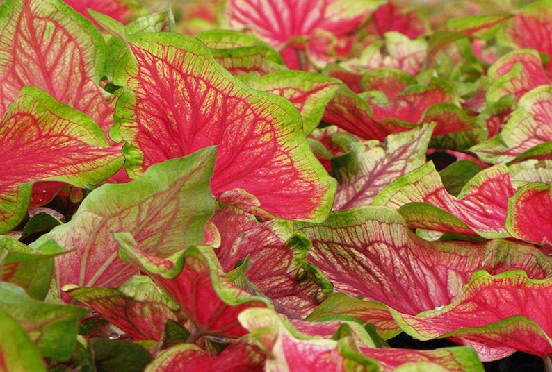 Tiki Torch Caladium Bulbs (2 Pack) - Scarlet Red with Chartreuse Edges - Caladium bicolor