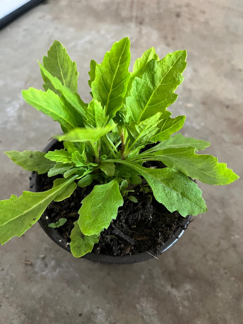 Epazote Live Plant in 4'' Pot - Organic Herb for Cooking - Chenopodium ambrosioides