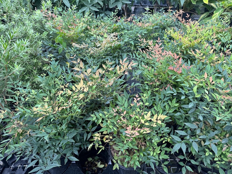 Nandina Gulf Stream Heavenly Bamboo Shrub - Compact Evergreen with Red Berries, Nandina domestica 'Gulf Stream'