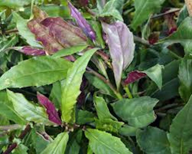 Okinawa Spinach Plant - 3 Starter Plants Gynura bicolor - Edible Vegetables for Homesteading and Gardening