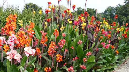 Assorted Aquatic Canna Plants Pack of 6 in 2" Pots - Tropical Marginals for Ponds (Canna spp.) - Free Shipping Over $35