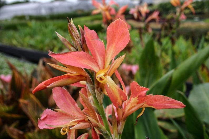 Pink Erebus Canna 6 Pack - Tropical Marginal Bog Plant - Canna 'Erebus' - Ideal for Ponds & Water Gardens - 2" Pots