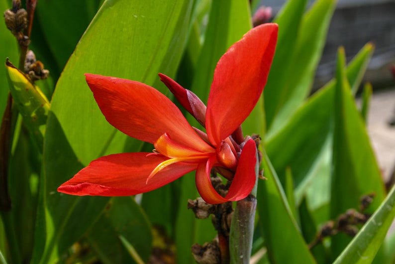 Canna Plants 2" Pots Red Endeavor Canna Canna glauca ‘Endeavor’ Tropical Marginal Bog Plant 6 Pack for Ponds