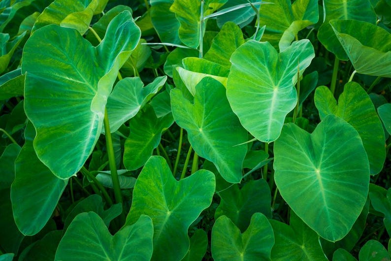 Taro Plants Assortment 6 Pack - Tropical Bog Plants for Ponds - Taro Elephant Ear - 2" Pots