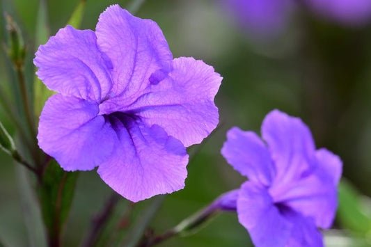 Blue Bell Compacta Dwarf Mexican Petunia 2" Pots - Ruellia brittoniana ‘Katie’ - 6 Pack Tropical Pond Marginal Plants