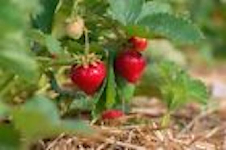 Everbearer Strawberry Plant - 20 Ozark Beauty Bare Root Perennial Fruit - Sweet, Hardy, Disease-Resistant - Fragaria x ananassa