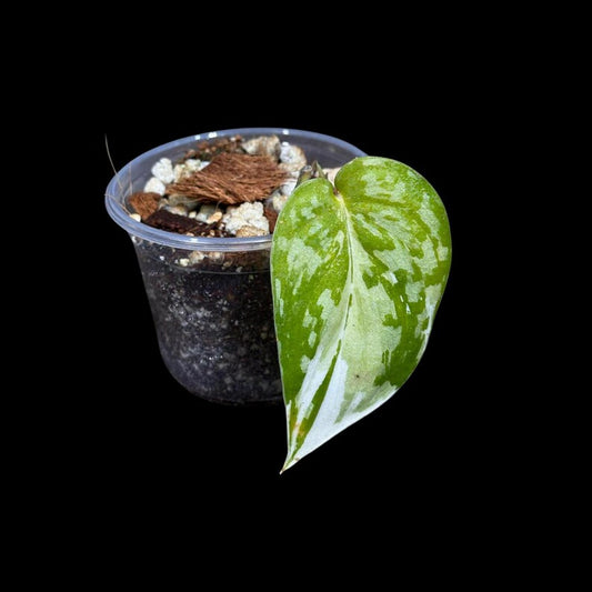 Variegated Scindapsus Potted Plant - Jade Satin - Scindapsus Pictus - Easy Care Indoor Plant - US Seller
