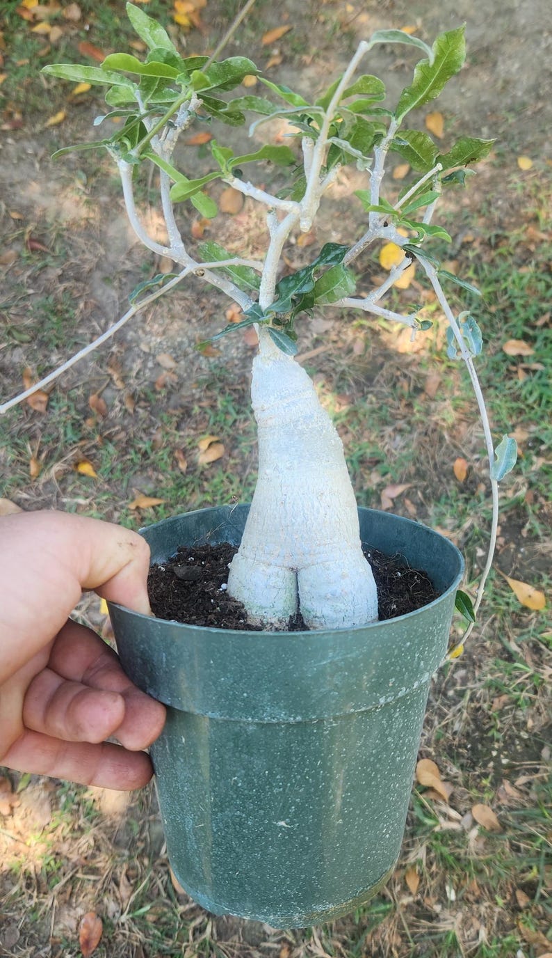 Fockea edulis Live Plant - Outdoor Grown - Unique Climbing Succulent - Rare Succulent Plant