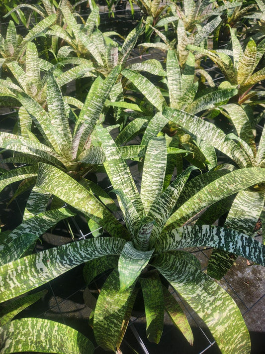 Bromeliad Live Plant - Vriesea Ospinae Gruberii Ice - Outdoor Grown - Minor Blemishes - Tropical Houseplant