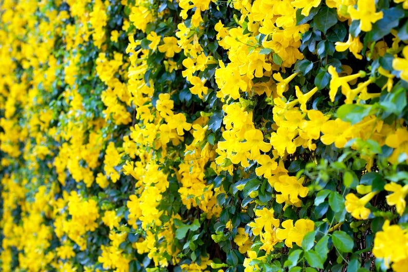 Cat's Claw Cuttings 6 Pack, Catclaw-Creeper, Dolichandra unguis-cati, Rooting Vine for Home Garden, Free Shipping over $35