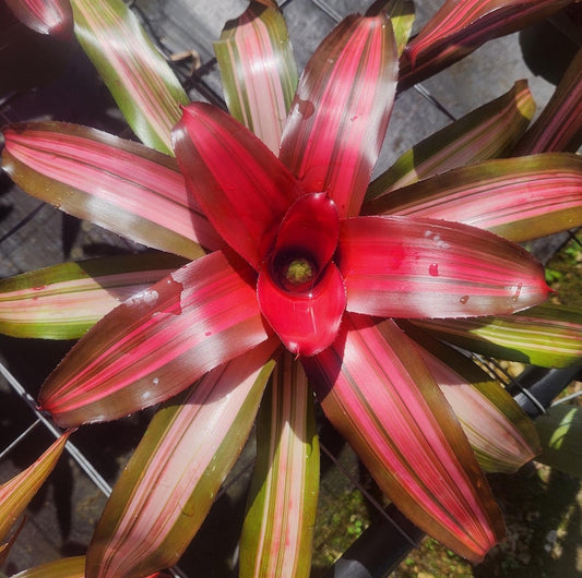 Bromeliad Live Plant - Neoregelia Candelabra - Outdoor Grown - Tropical Houseplant - Low Maintenance - Unique Decor