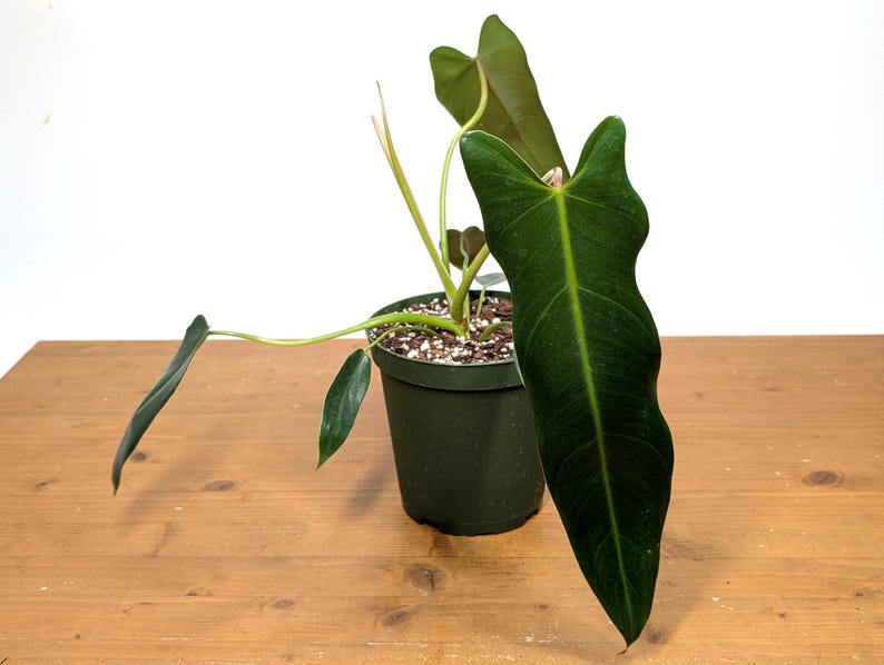 Philodendron Spiritus Sancti Plant - 6 Inch Pot Tropical Houseplant - Exotic Philodendron Variety - Philodendron spp.