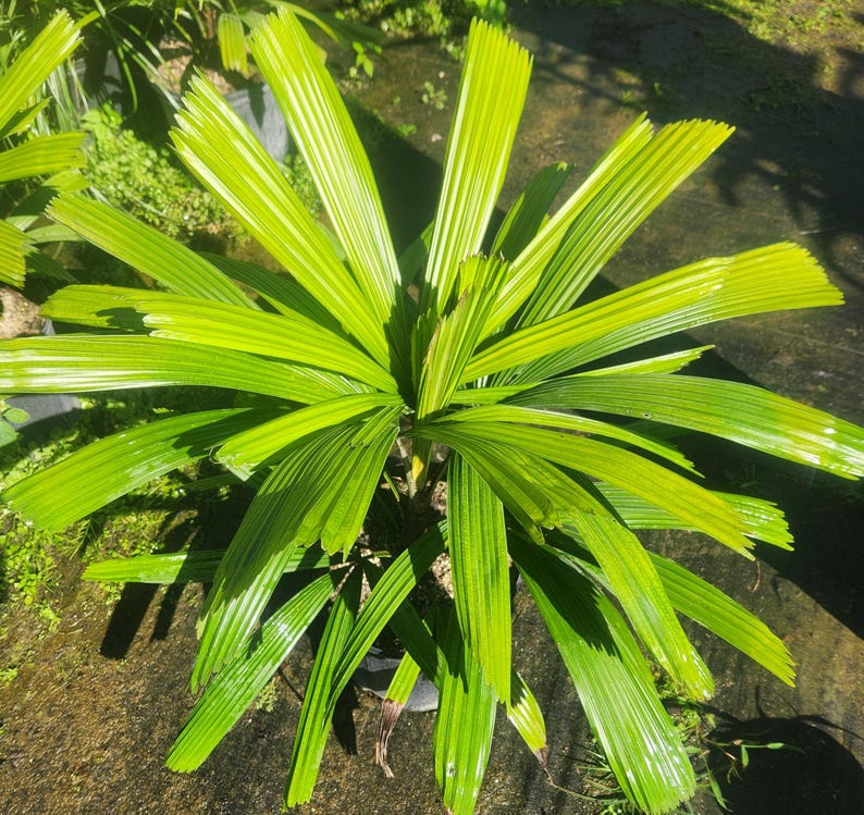 Licuala Palm Live Plant - Ramsayii Variety - Tropical Indoor/Outdoor Plant - Licuala ramsayii