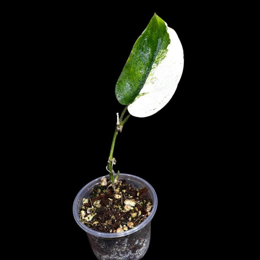 Variegated Scindapsus Potted Plant | Jade Satin | Scindapsus pictus | Indoor Houseplant | US Seller | Same Plant as Images