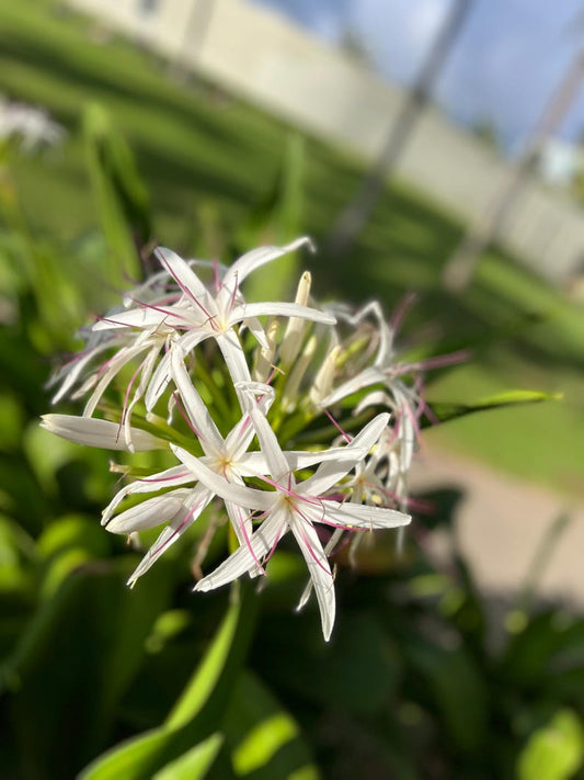 White Giant Spider Lily Bulbs - 12 Crinum Bulbs - Tropical Flowering Plant - Fragrant Perennial - Ideal for Zones 5-9