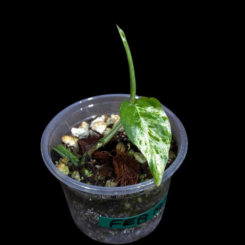 Rare Epipremnum Pinnatum 'Albo' Variegated Plant in Nursery Pot - Indoor Tropical Vining Plant - Green & White Leaves