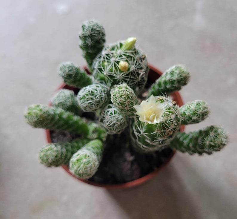 Mammillaria vetula - Thimble Cactus - 2 Inch - Small Cactus with Radial Spines - Mammillaria gracilis - Native to Mexico