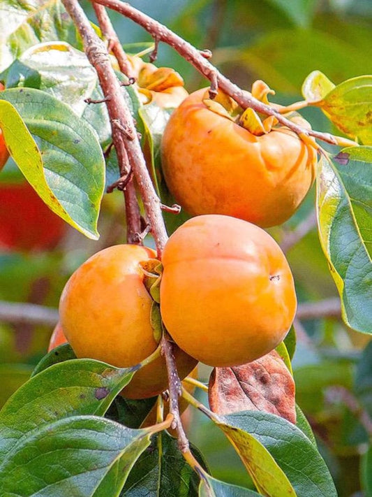 3 Gallon Grafted Fuyu Persimmon Tree - Diospyros kaki - 3-4 Feet Tall, Ready to Plant, Includes Pot and Soil