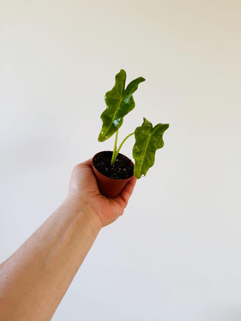 Alocasia Upright Jungle King Starter Plant in 2” Pot - Tropical Houseplant - Unique Green Rubber-like Foliage - Alocasia Regal Shield