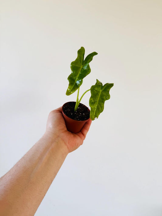 Alocasia Upright Jungle King Starter Plant in 2” Pot - Tropical Houseplant - Unique Green Rubber-like Foliage - Alocasia Regal Shield