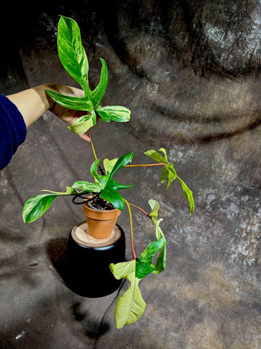 Variegated Philodendron Florida Beauty Plant in Nursery Pot - Rare Houseplant - Philodendron 'Florida Beauty'