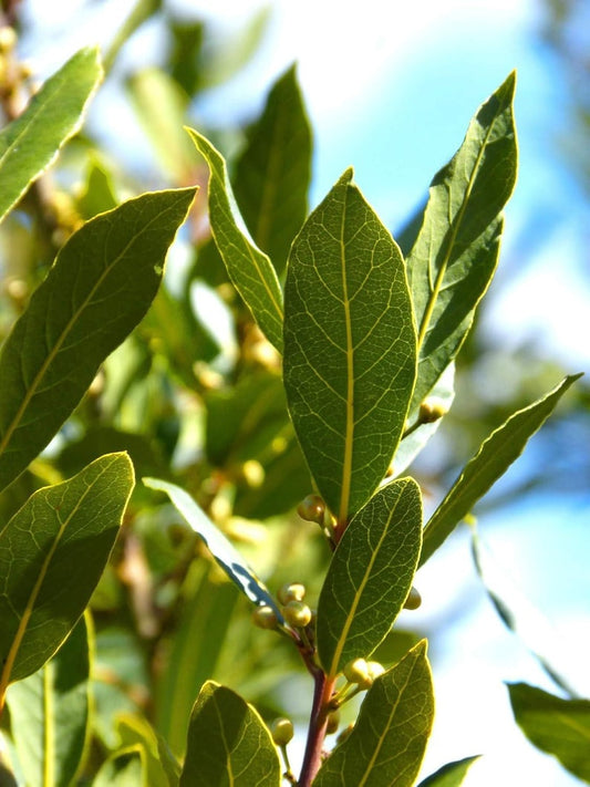 Bay Laurel Starter Plant - Aromatic Evergreen Herb - Laurus Nobilis for Culinary & Ornamental Use