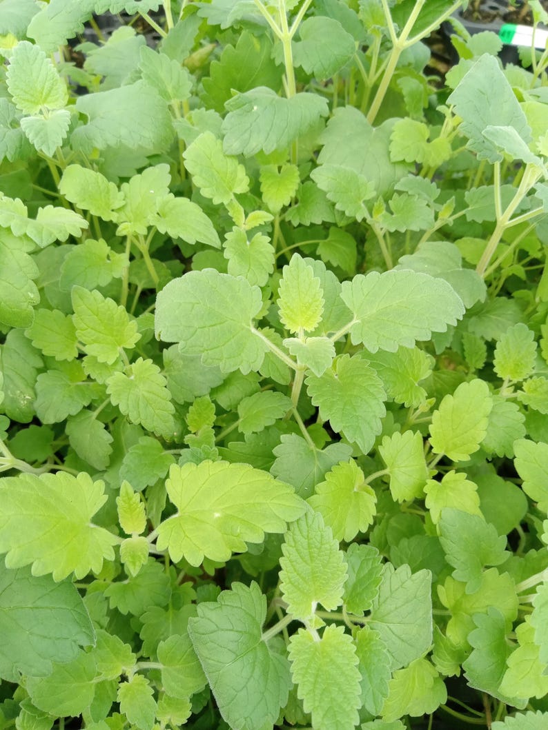 Catnip Herb Starter Plants - Aromatic Nepeta cataria for Cats & Gardens - 4 to 8 Inches Tall - Easy to Grow & Hardy