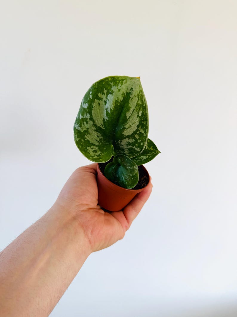 Scindapsus Silver Knight Starter Plant - Rare Aroid - Live Plant in 2” Pot - Satin Leaves with Silver Variegation