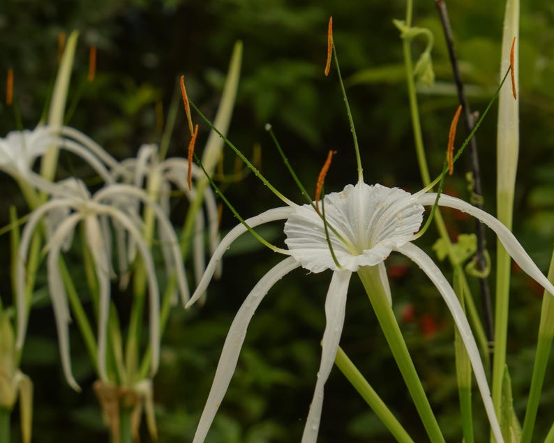 Spider Lily Plants 2" Pots 6 Pack, Hymenocallis henryae, Tropical Pond Marginal Bog Plant for Water Garden, Free Shipping