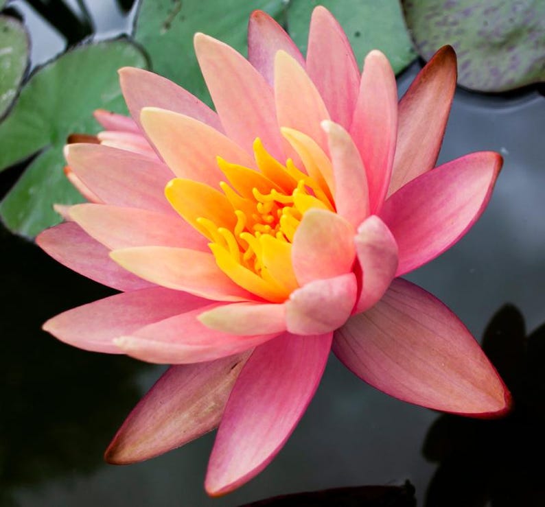 Pink Grapefruit Water Lily 3 Plant Pack - Nymphaea 'Grapefruit' - Hardy Pond Flower with Stunning Yellow-Pink Blooms