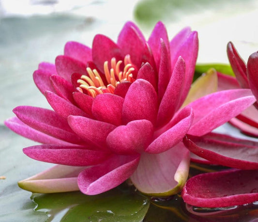 Burgundy Princess Water Lily 3 Pack - Nymphaea ‘Burgundy Princess’ - Winter Hardy Pond Plants for Water Gardens