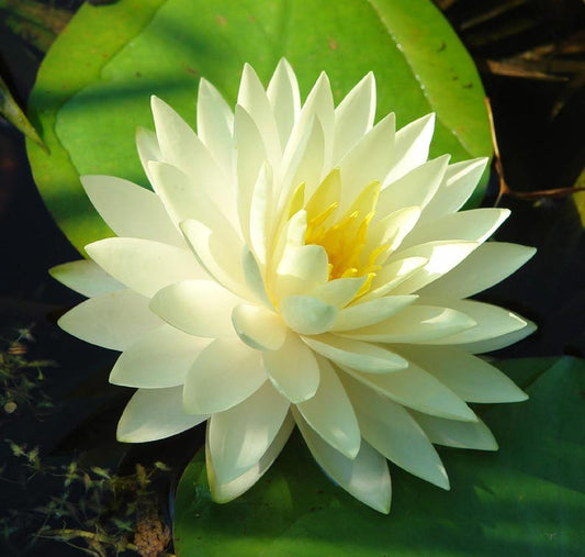Winter Hardy Water Lily 3 Pack - Gonnere Variety with Double Flowers - Nymphaea ‘Gonnere’ - Ideal for Pools and Gardens