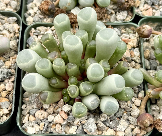 Baby Toe Succulent Plant | 2" or 4" Pot | Fenestraria Rhopalophylla | Cute Cylindrical Leaves with Translucent Tips