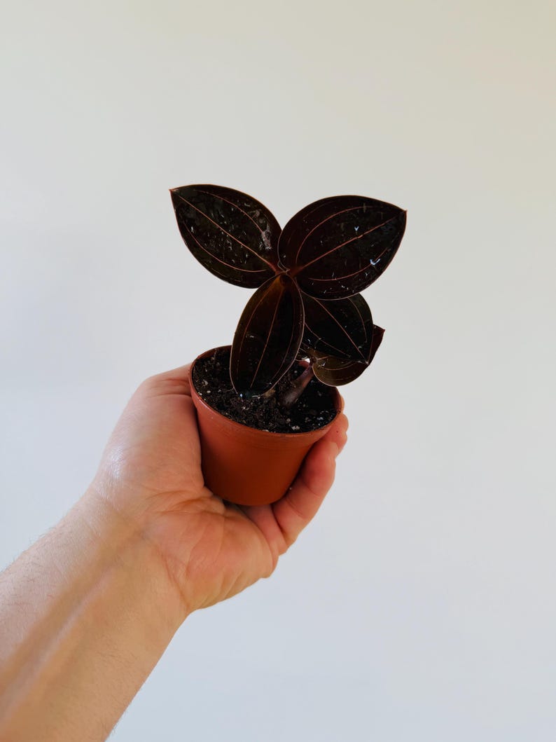 Sea Turtle Jewel Orchid - 2” Live Plant - Black Pinstriped Foliage - Ludisia discolor - Gothic Decor Houseplant