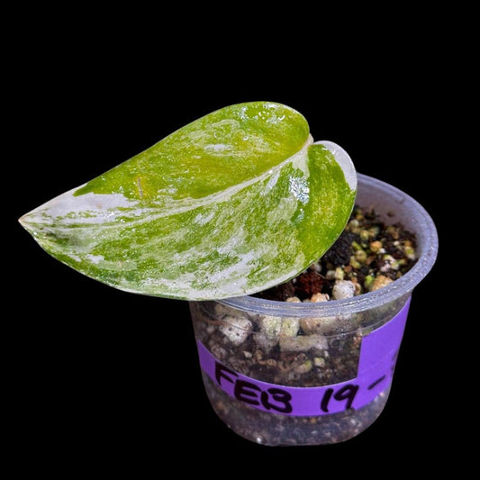 Variegated Scindapsus Pictus 'Jade Satin' Potted Plant | Live Houseplant | Heart-Shaped Leaves | US Seller