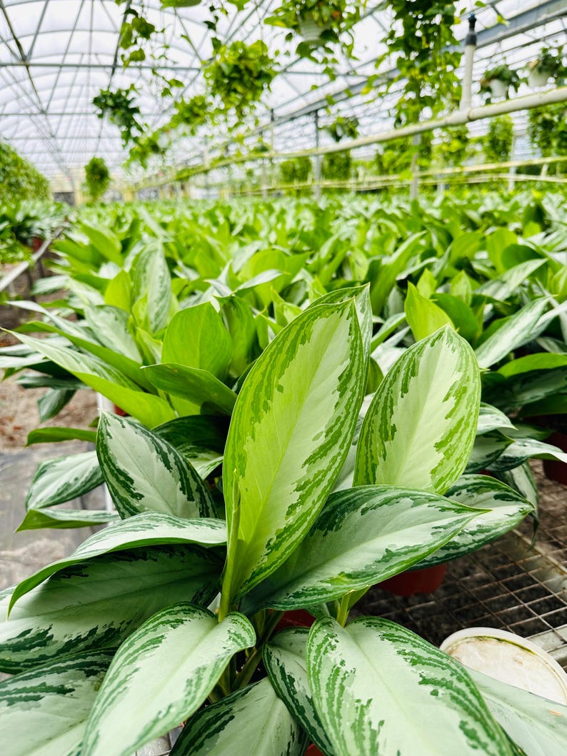 Aglaonema Silver Bay Plant - 4” Pot - Chinese Evergreen - Easy Care Tropical Houseplant - Variegated Green & Silver Foliage