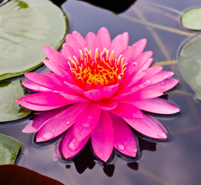 Miss Siam Water Lily 3-Pack - Hardy Floating Pond Plants, Nymphaea 'Miss Siam', Colorful Blooming Water Garden Plants