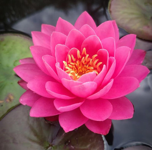 Winter Hardy Water Lily 3 Pack - Red Perry’s Fire Opal - Nymphaea ‘Perry’s Fire Opal’ - Fuchsia Flowers with Dark Green Leaves