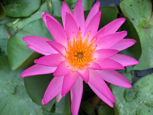 Tropic Star Pink Winter Hardy Lily Plants - Nymphaea 'Tropic Star' - 3 Pack of Hardy Waterlilies for Ponds