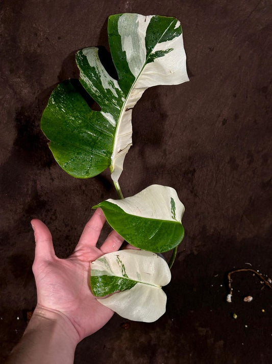 Variegated Monstera Albo Plant - Rare Indoor White Borsigiana - Monstera Deliciosa Albo - Exact Plant from US Seller