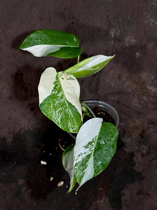 Variegated Monstera Albo Plant - Rare White Borsigiana - Houseplant - Exact Plant - US Seller - Indoor Tropical Decor