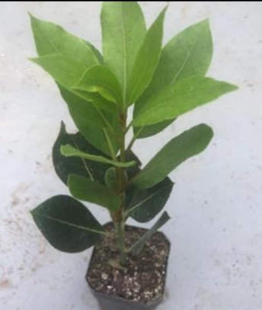Bay Laurel Tree 3" Pot 'Saratoga' Compact Growth Laurus nobilis for Culinary Use, Ornamental Landscaping