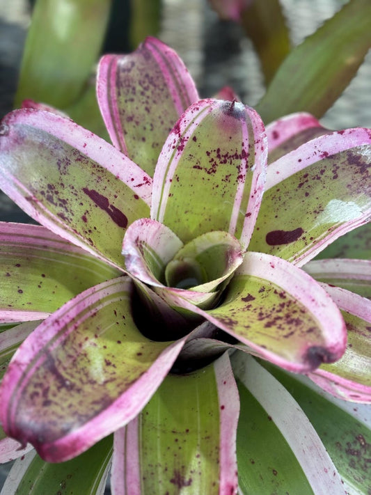 Bromeliad Plant Neoregelia El Morado 16-20in Green White Edges Burgundy Blends Easy Care Exotic Foliage