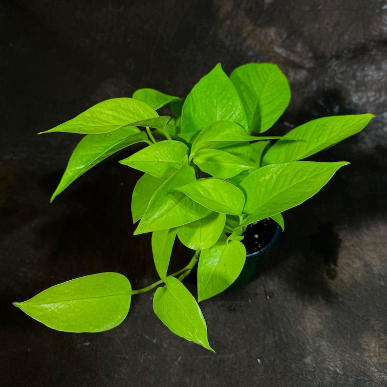 neon pothos seeds Buy Pothos Neon Houseplant Online