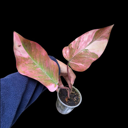 Variegated Philodendron Strawberry Shake Plant in Nursery Pot - Rare Pink Variegation - Live Indoor Houseplant - Philodendron Strawnberi